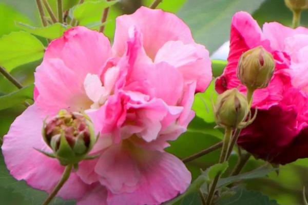 芙蓉花过了花期如何处理，需剪除残花并浇水保湿