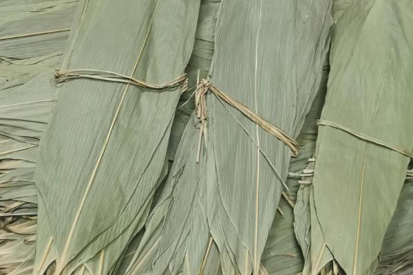 粽叶是哪些植物，一般是芦苇叶、箬叶、粽粑叶等