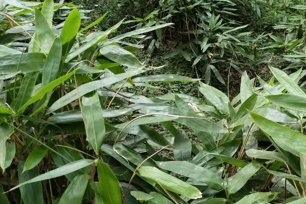 粽叶是哪些植物，一般是芦苇叶、箬叶、粽粑叶等