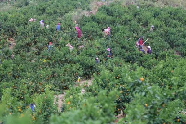 采摘沙糖桔之后怎么管理，需喷施除虫药物并剪除病虫枝