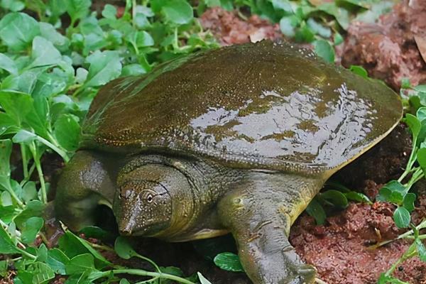 甲鱼的养殖条件，一定要保证池水充足