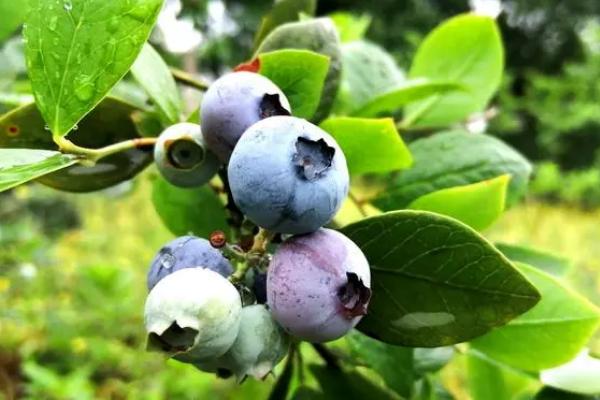 单株莱克西蓝莓能不能结果，属于自花授粉植物、单株也能结果