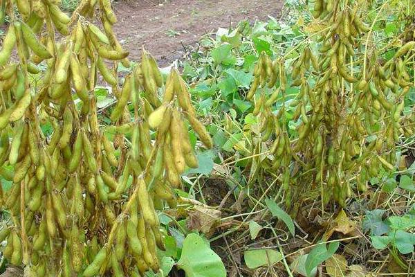 嫩奥3号大豆种子特点，选择中等肥力地块