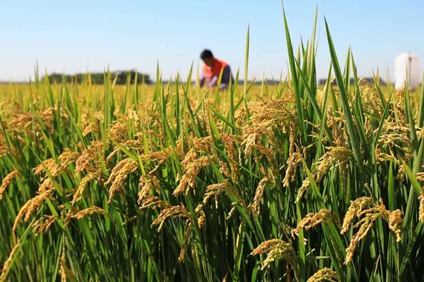 N两优2号水稻种子特点，种植密度18厘米×24厘米