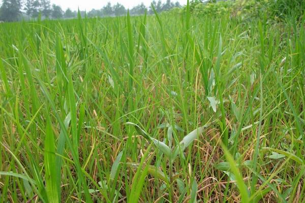 荣优390水稻品种简介，每亩大田用种量1.5公斤