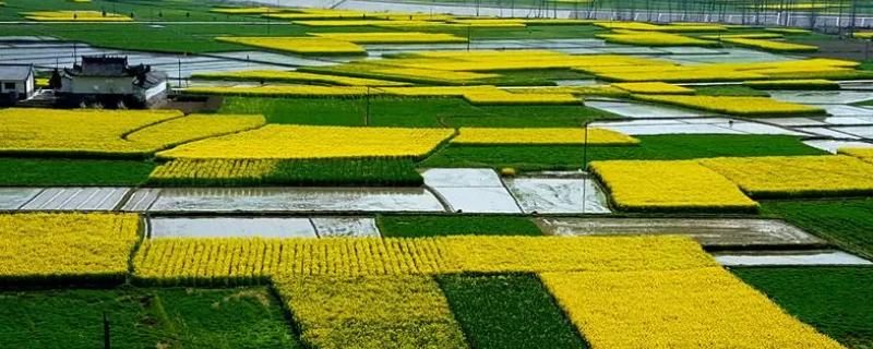 汉中油菜花基地在哪个地方，比较出门的在汉中市洋县高速出口处