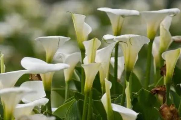 海芋花有什么花语，代表纯洁的爱、羞涩爱恋、温暖温馨和平安幸福