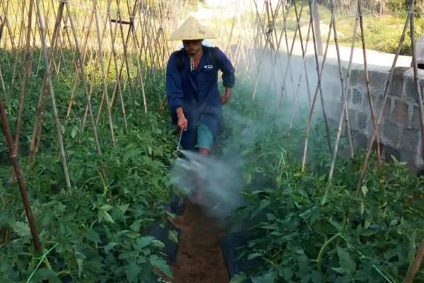 氯氟吡氧乙酸除草剂可以除什么草，可以防除猪殃殃、繁缕、巢菜等