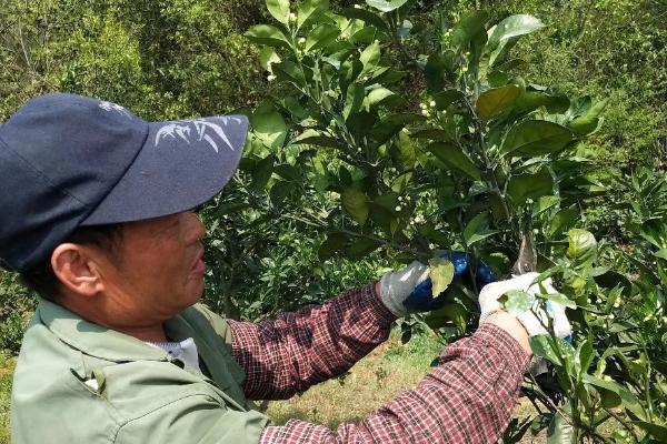 桔子树怎么嫁接，将带有叶柄的接芽嵌入砧木中并包裹保鲜膜