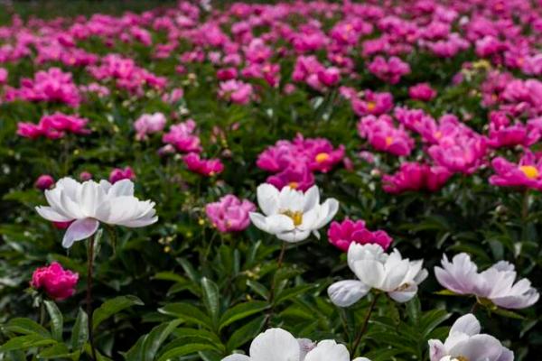 种植什么中药材赚钱，可以选择芍药、黄芪、天麻等