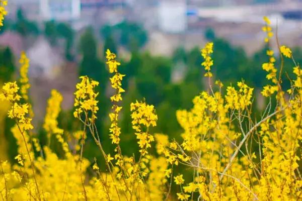 种植什么中药材赚钱，可以选择芍药、黄芪、天麻等