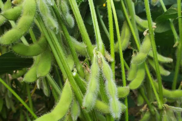 桂夏7号大豆种子简介，该品种植株高大