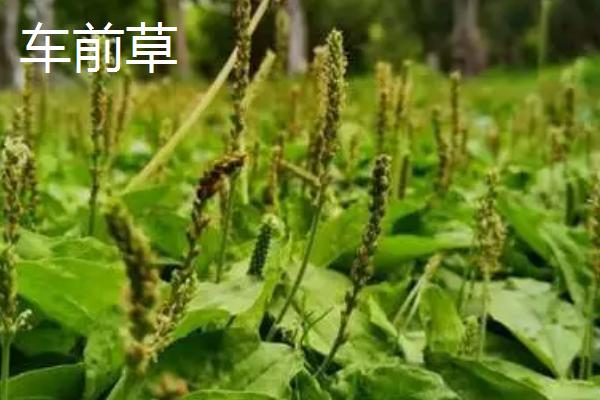 蛤蟆衣和车前草的区别是什么，形态、叶片和分布范围均不同