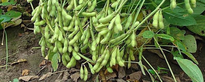 吉育106大豆种子特点，高抗大豆细菌性斑点病