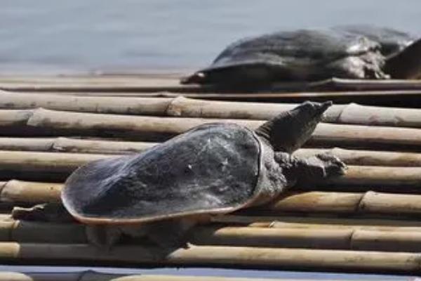 什么是亚洲鳖，属于龟鳖目、鳖科、鳖属里面的常见鳖类