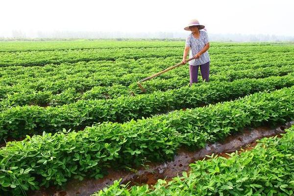 花生的种植时间，我国各地的播种时间不同