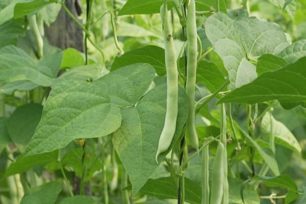 芸豆何时施肥，种植之前就要施基肥