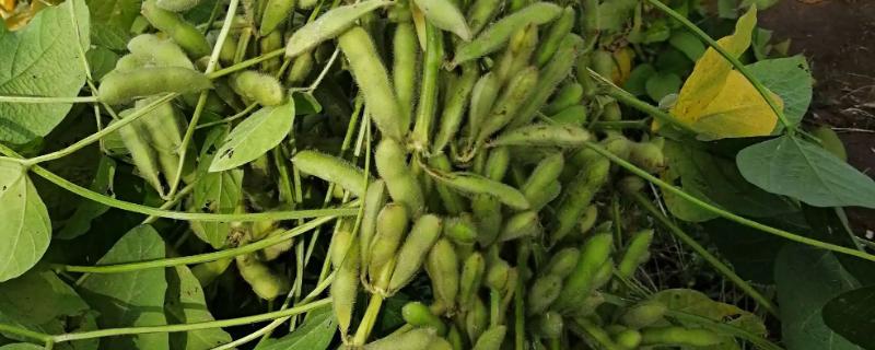 黑农66大豆种子简介，该品种为亚有限结荚习性