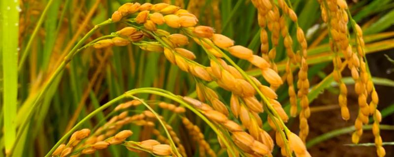 荆优6510水稻种子特点，全生育期133.4天