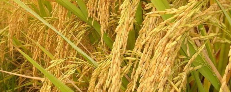 五丰优569水稻种子简介，每亩秧田播种量12.5公斤