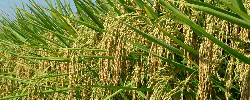 深优957水稻种子特征特性，中抗稻瘟病