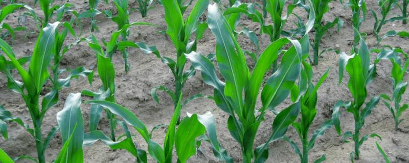 华糯2号玉米种子特征特性，密度3500株/亩