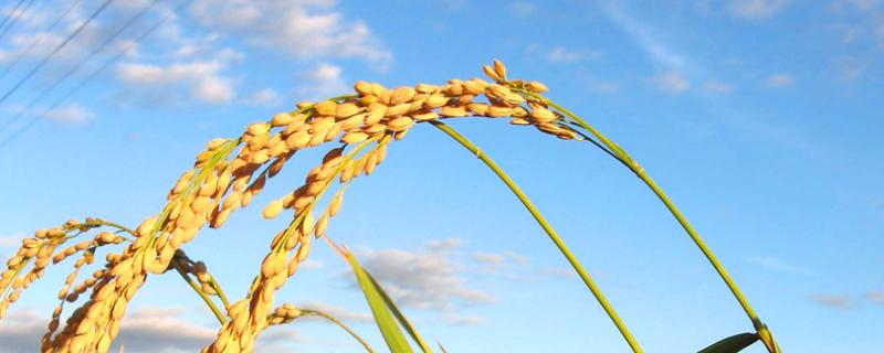 冈优94-11水稻品种的特性，每亩1.2万穴