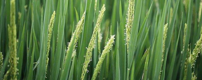 安优08水稻品种简介，每亩1.2～1.5万穴