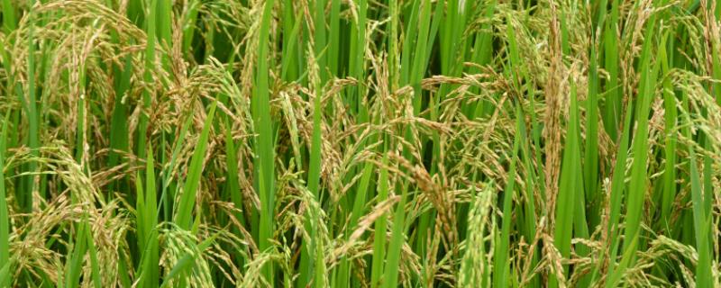 川谷优918水稻种子简介，平均全生育期148天