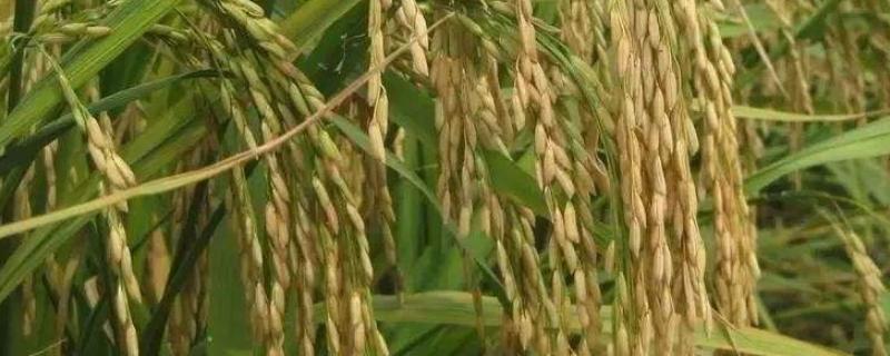 吉香1号水稻种子介绍，出苗至收获全生育期为157天