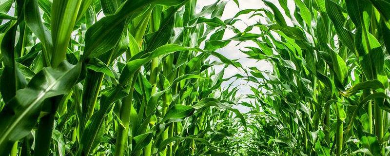 新玉61号玉米品种简介，亩保苗密度5000株