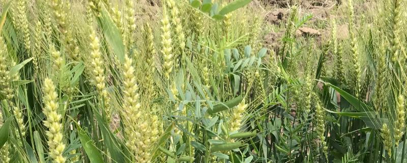 石麦22号小麦种子简介，该品种分蘖力强