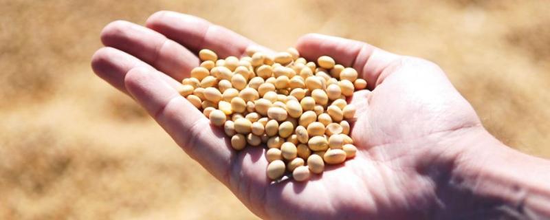 吉农30大豆种子简介，中等肥力地块3万株