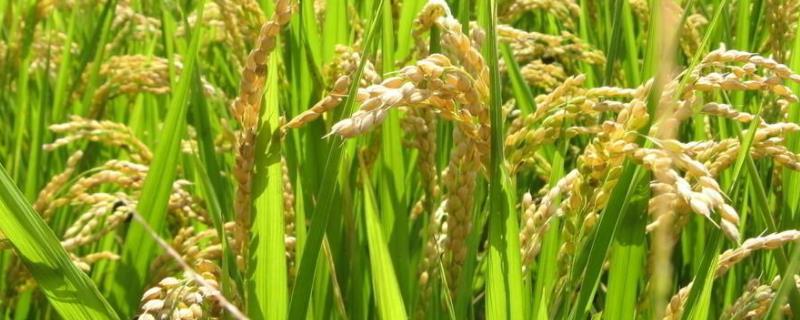 平安粳稻11水稻品种简介，7月上中旬注意防治二化螟
