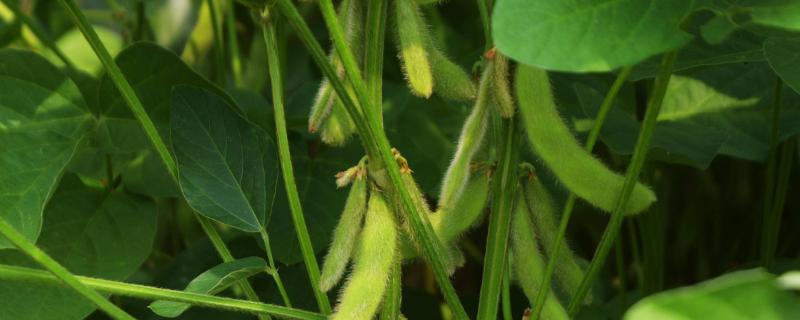 菏豆19号大豆种子特点，属中熟夏大豆品种