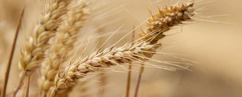 汶农14号小麦种子特点，高抗叶锈病