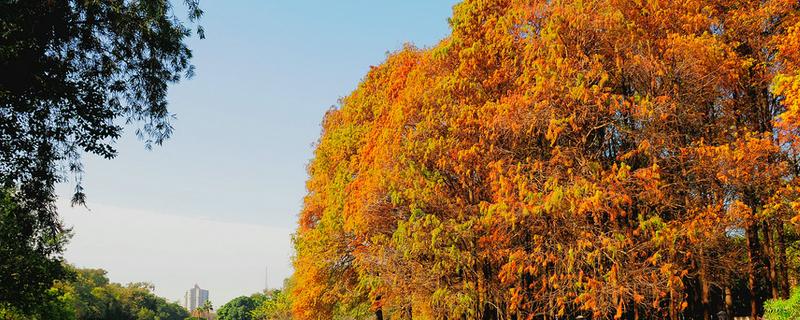 松树的种类，常见的有红松、黑松和五针松等