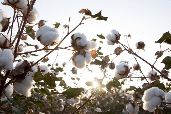 奥棉8号棉花种子特征特性，地膜覆盖4月中旬播种