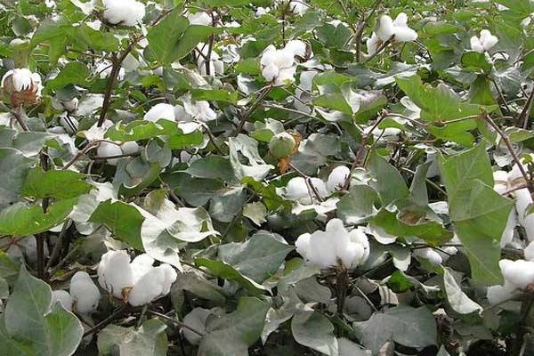 鲁05H9棉花种子特点，全生育期长势强