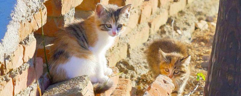 猫应激反应的表现，严重的会导致猫咪拒食