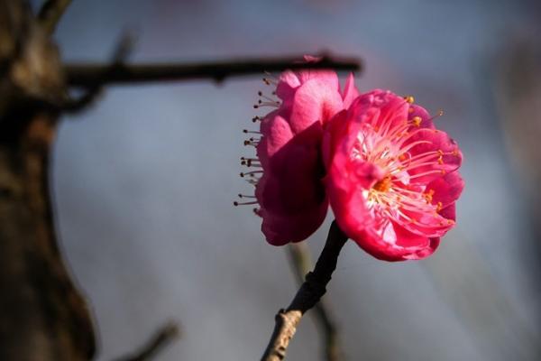 梅花冬季怕不怕冻，在南方地区一般不怕冻