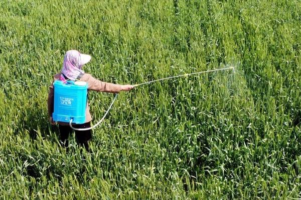 噻虫胺可以防治哪些害虫，可有效防治半翅目、鳞翅目等害虫