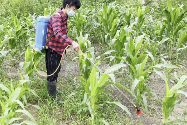 噻虫胺可以防治哪些害虫，可有效防治半翅目、鳞翅目等害虫