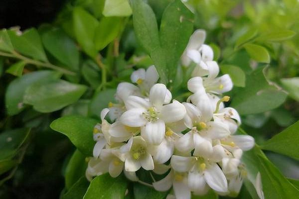 九里香的花期持续时间，最多持续3个月