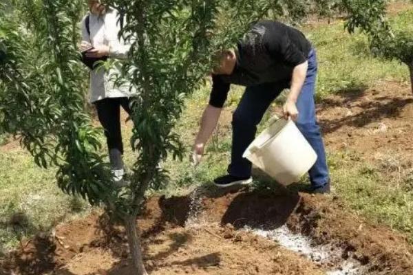 怎么对果树巧施氮肥，秋季采收后喷施1-2次高浓度的氮肥