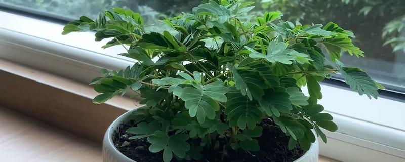 如何种植含羞草，春季或秋季均可种植