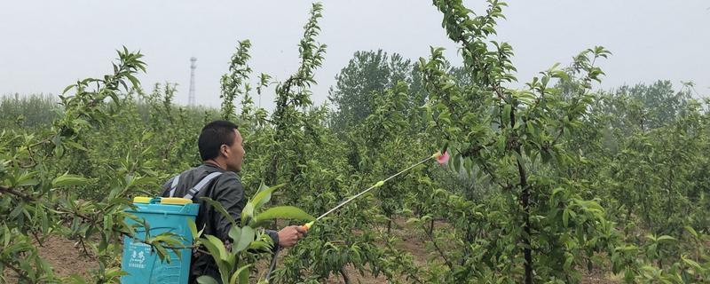 春季果树微肥增施的几大措施，选择在晴朗无风的天气喷洒微量元素