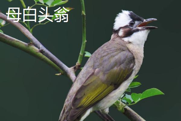 白头翁吃什么，动物性和植物性食物都吃