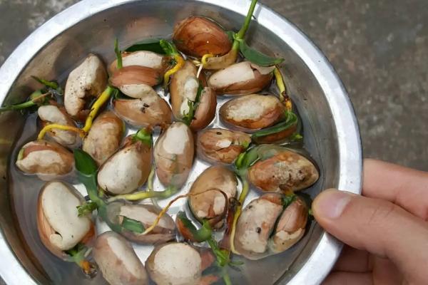 菠萝蜜种子的种植方法，将饱满的种子洗净消毒后再播入沙床