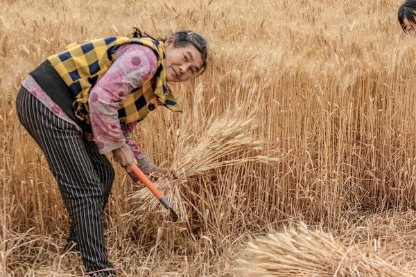 山东几月份割麦子，一般为每年6月份上旬